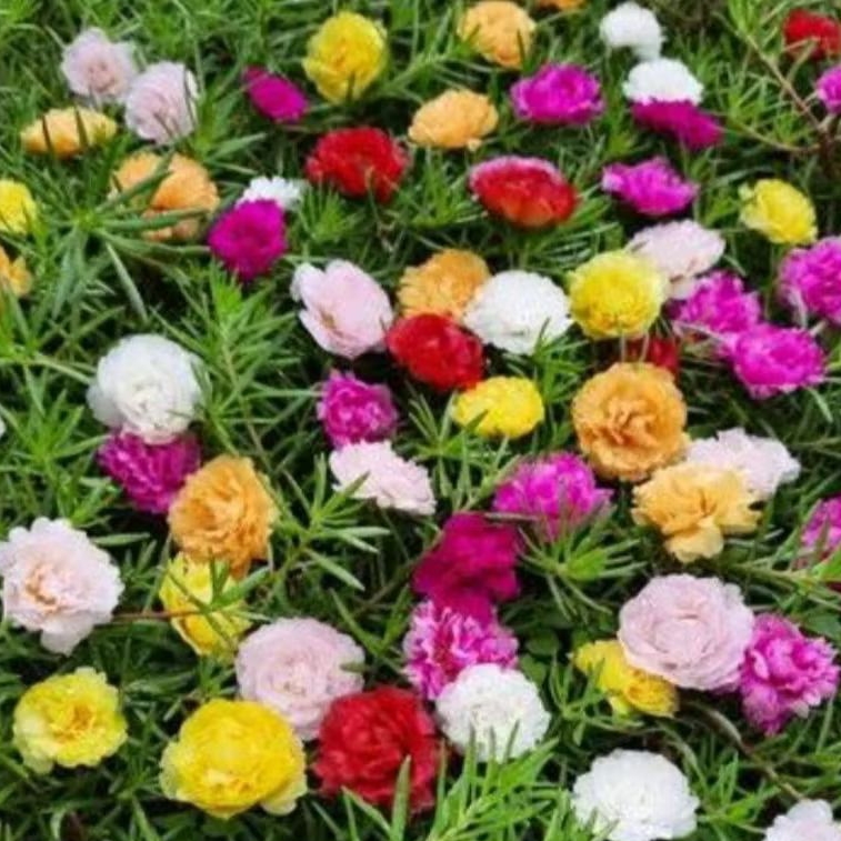 100+ Butir benih biji krokot tumpuk mix campur warna warni sutra Bombay daun runcing moserose portul