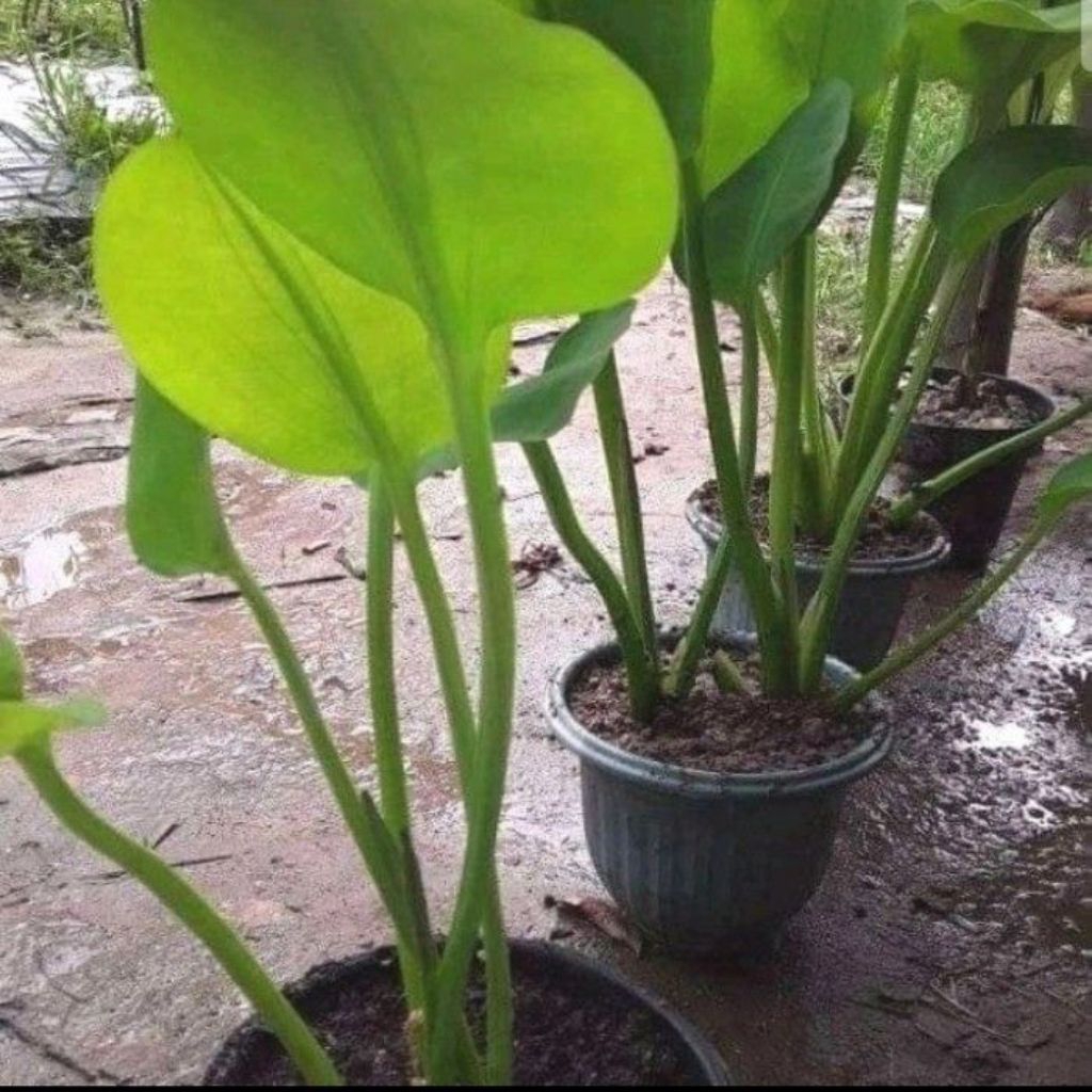 bibit genjer/sayur genjer siap tanam