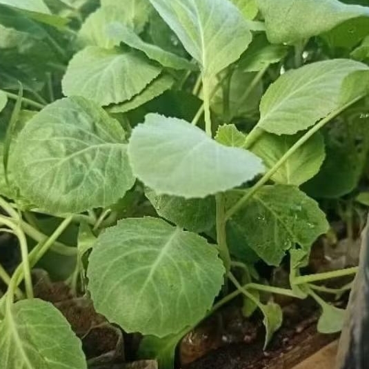 Paket 100 Pohon Bibit Kubis/Kol Siap Tanam - Bibit Tanaman Hidup