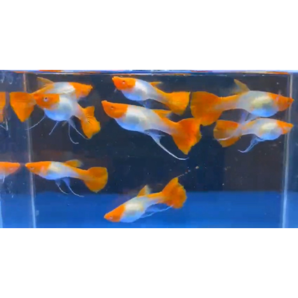 extra Ketapang -guppy koi ribon