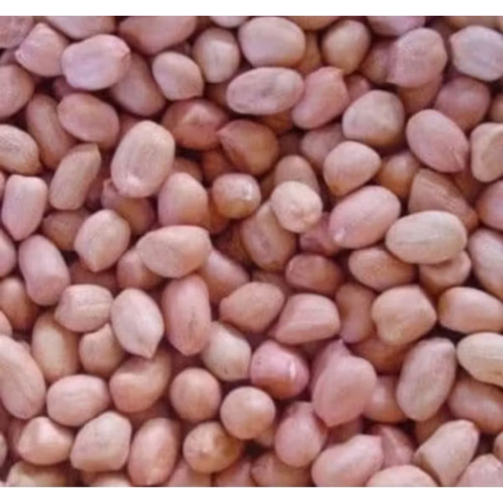 PROMO KACANG TANAH MADURA/BIBIT KACANG TANAH LOKAL MADURA/KACANG TANAH SUPER