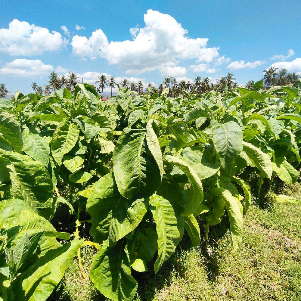 Benih Sampores Paiton Probolinggo (1 gram)