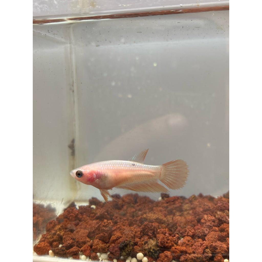 Cupang betina (Bertelur)