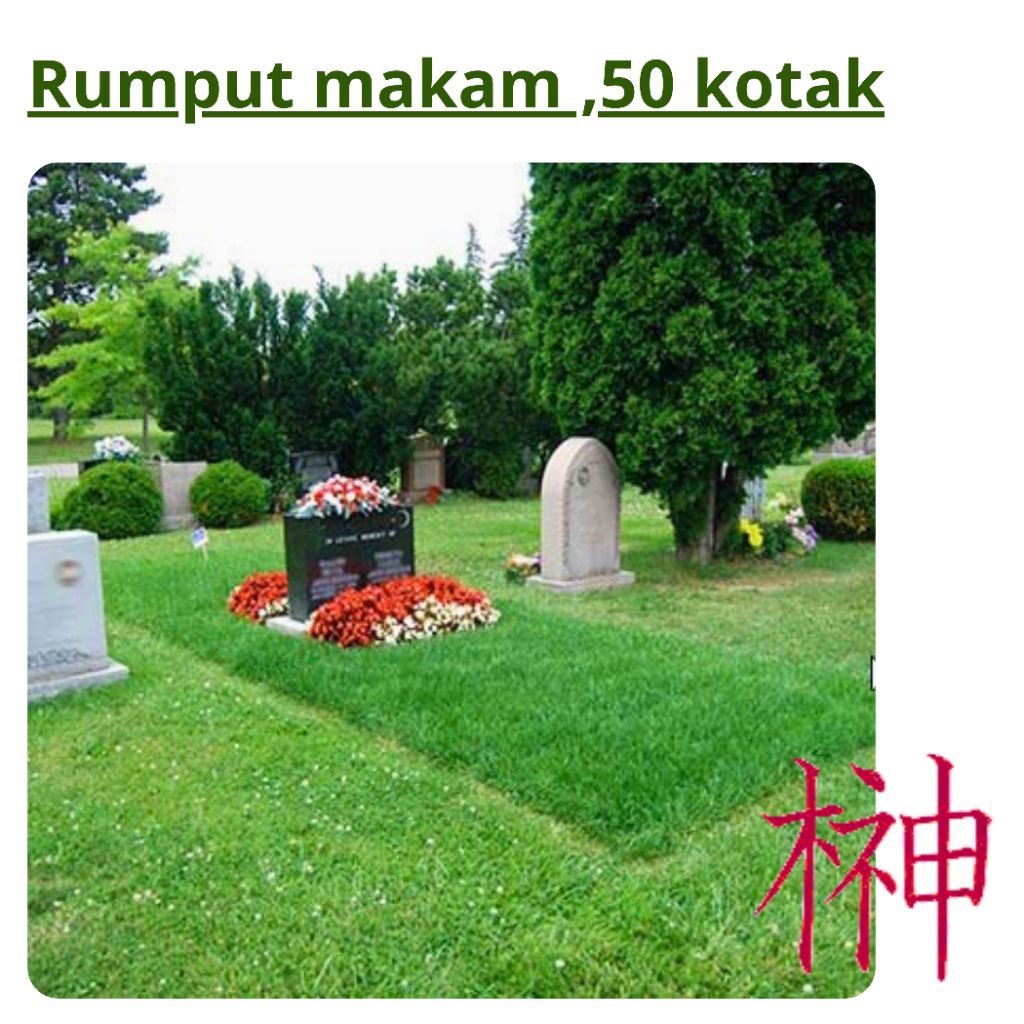 rumput jepang,rumput gajah,rumput hias makam 50 kotak
