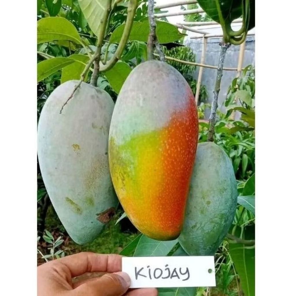 Bibit tanaman buah mangga kiojay Thailand (okulasi)