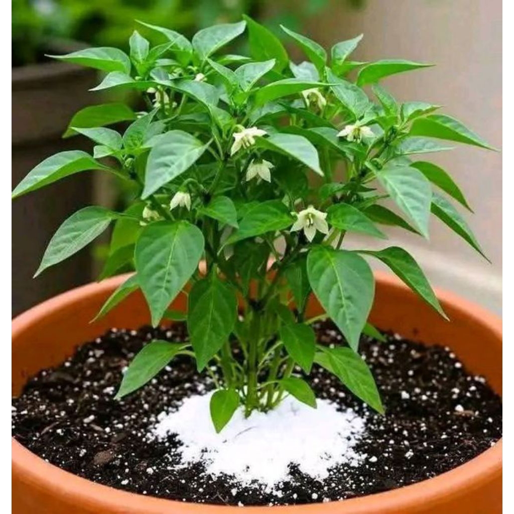 Bibit Cabe Rawit Merah Siap Tanam