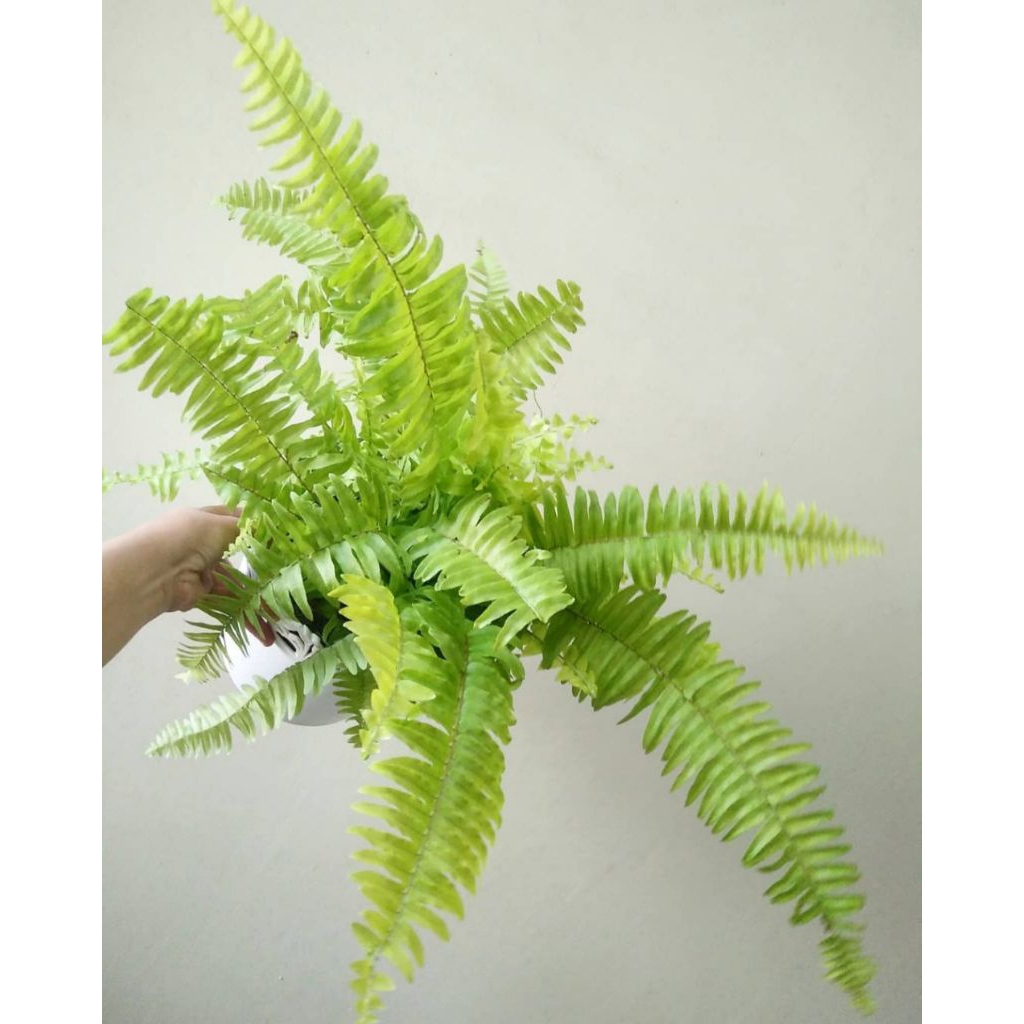 Tanaman hias hidup pakis - pohon pakis