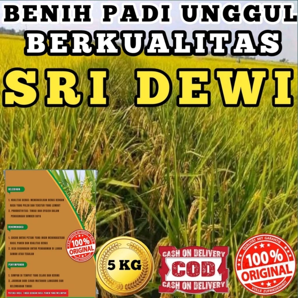 BENIH BIBIT PADI UNGGUL SRI DEWI BERKUALITAS ORIGINAL KEMASAN 5KG