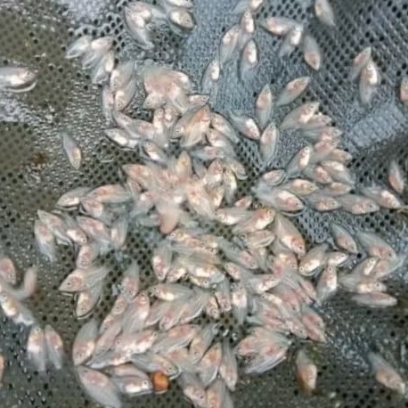 Paket 25 ekor Gurame Padang Albino size Ngwaci