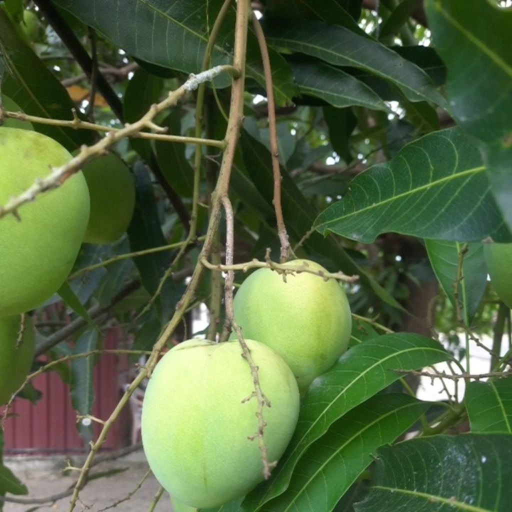buah mangga gincu / mangga gincu mengkal