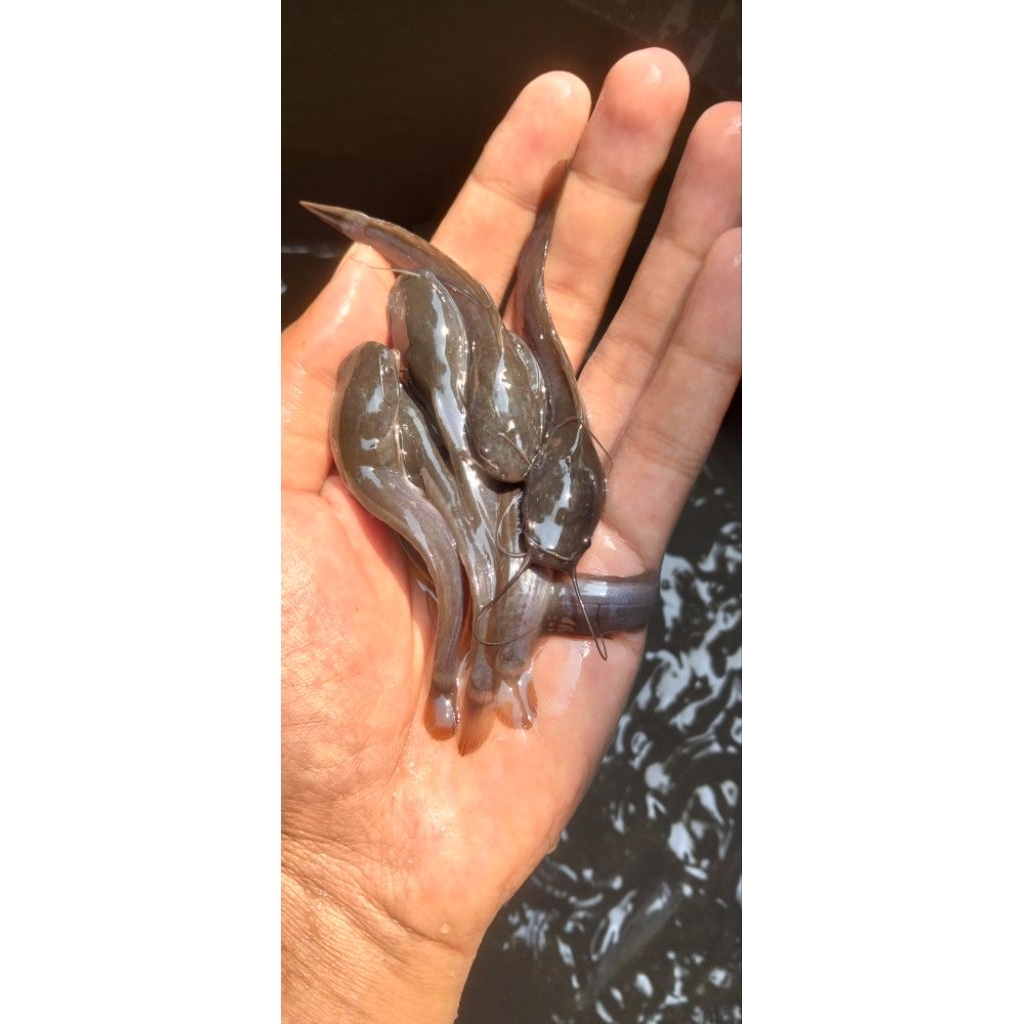 bibit lele sangkuriang 7-8 cm