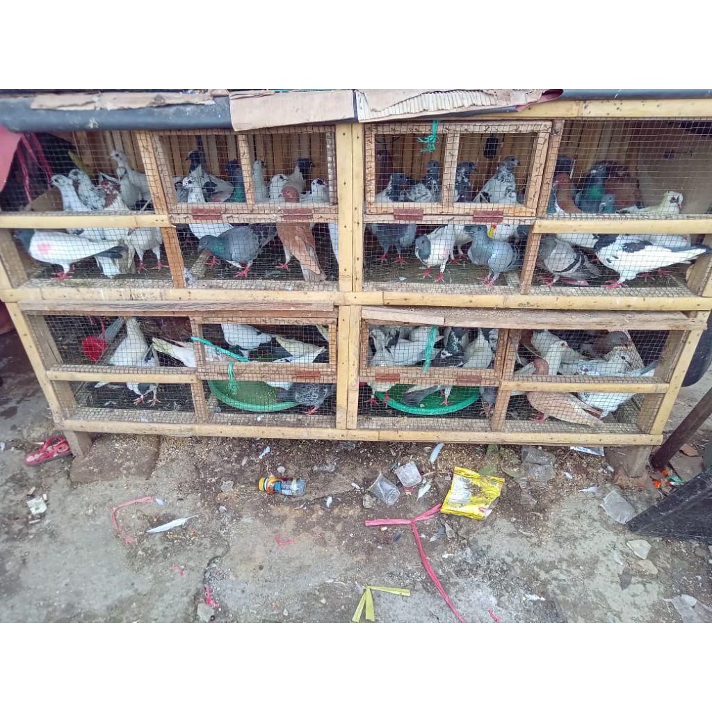 Burung dara/ Merpati