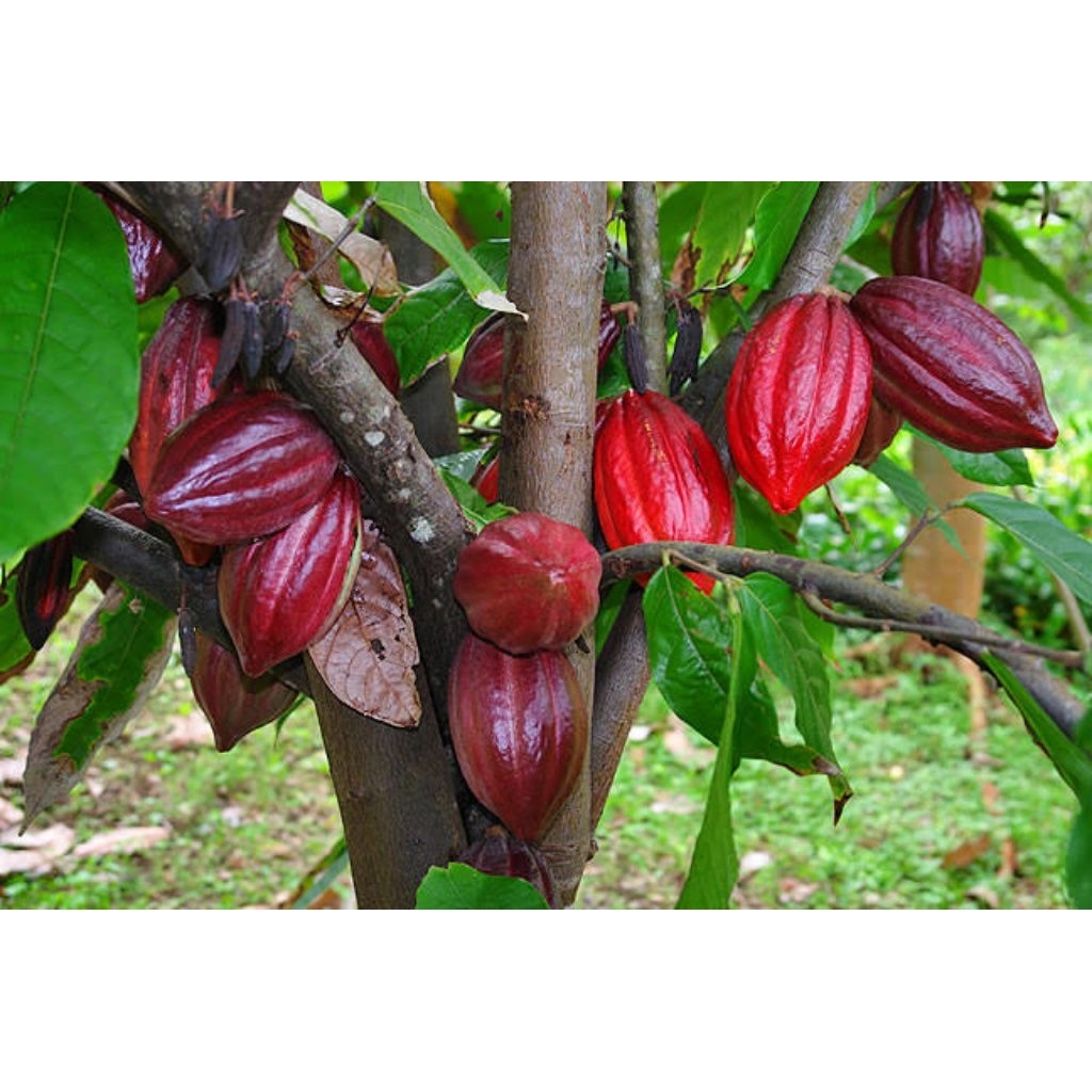 benih biji kakao biji coklat merah super unggul
