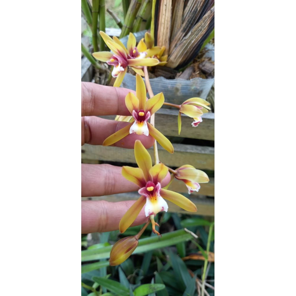 Anggrek Cymbidium Bicolor