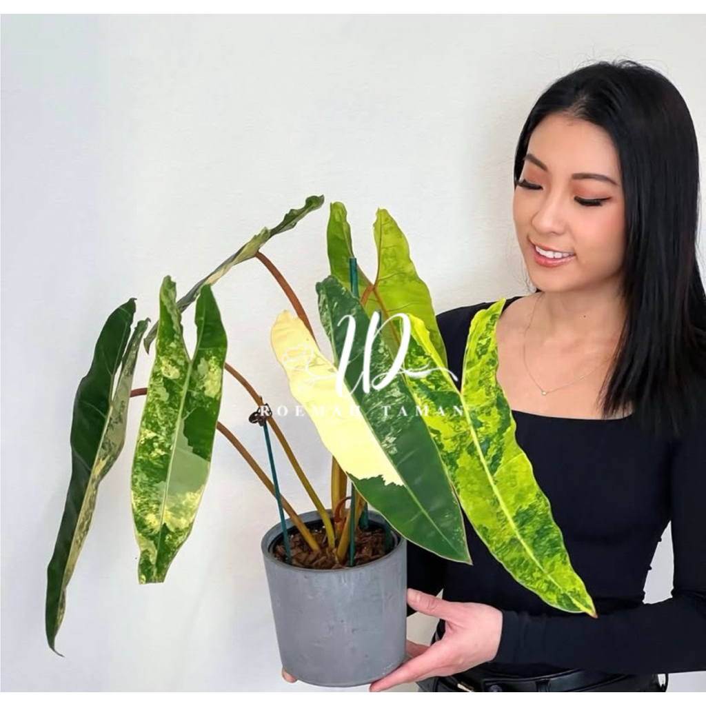 Billitiae variegated - Billitiae variegata