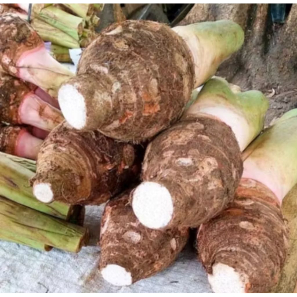 talas Bogor talas ketan/talas unggul isi 1-2 tergantung besar kecilnya