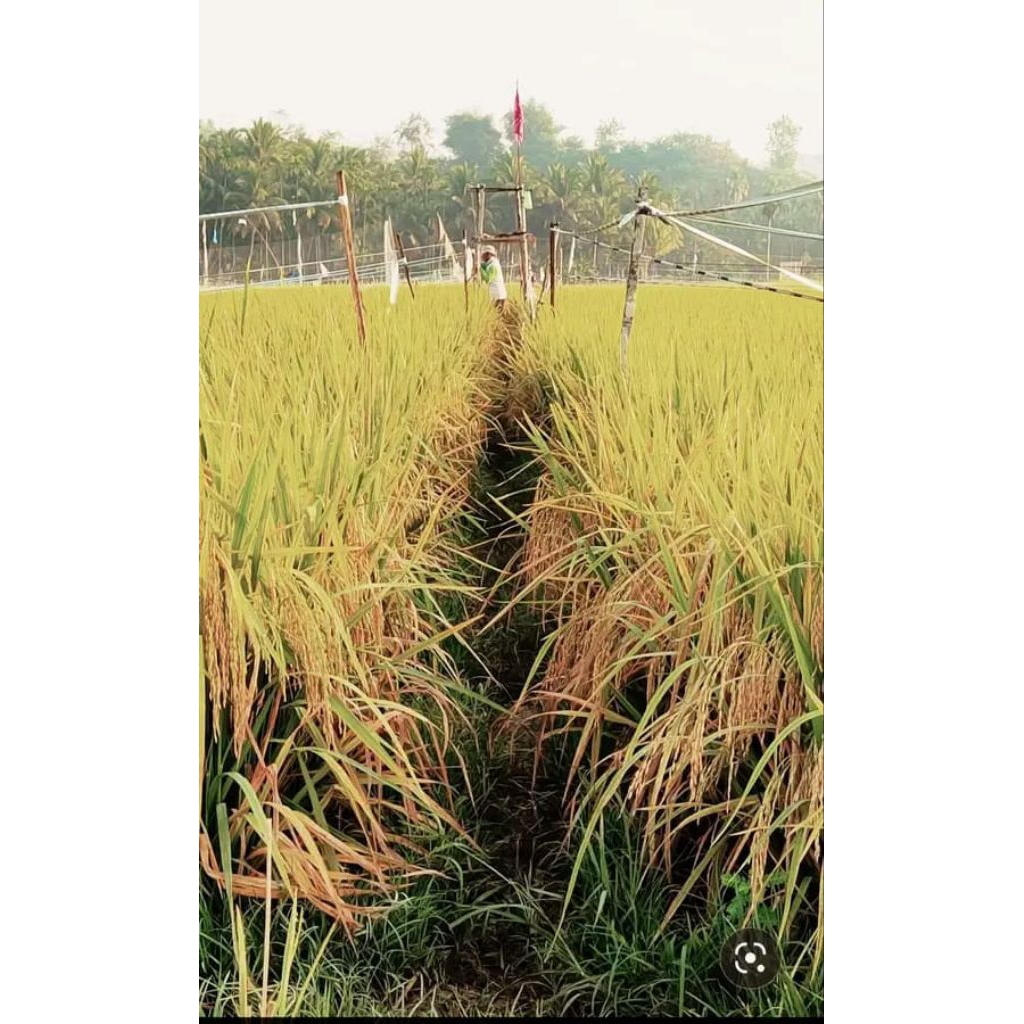 BENIH PADI UNGGUL ROJO LELE