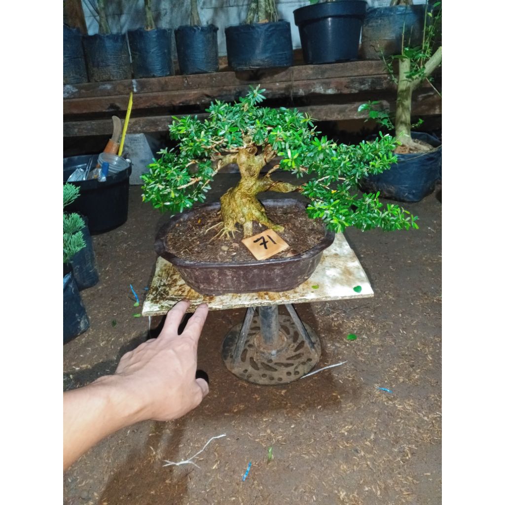 Bonsai saeng simbur super mikro vietnam bunga ungu