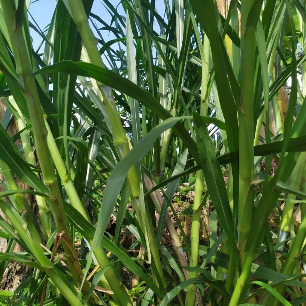 Bibit Rumput Gama umami kemasan 1kg