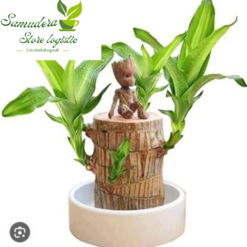 BRAZILIAN WOOD BAHAN BONSAI STEK BRAZILIAN WOOD