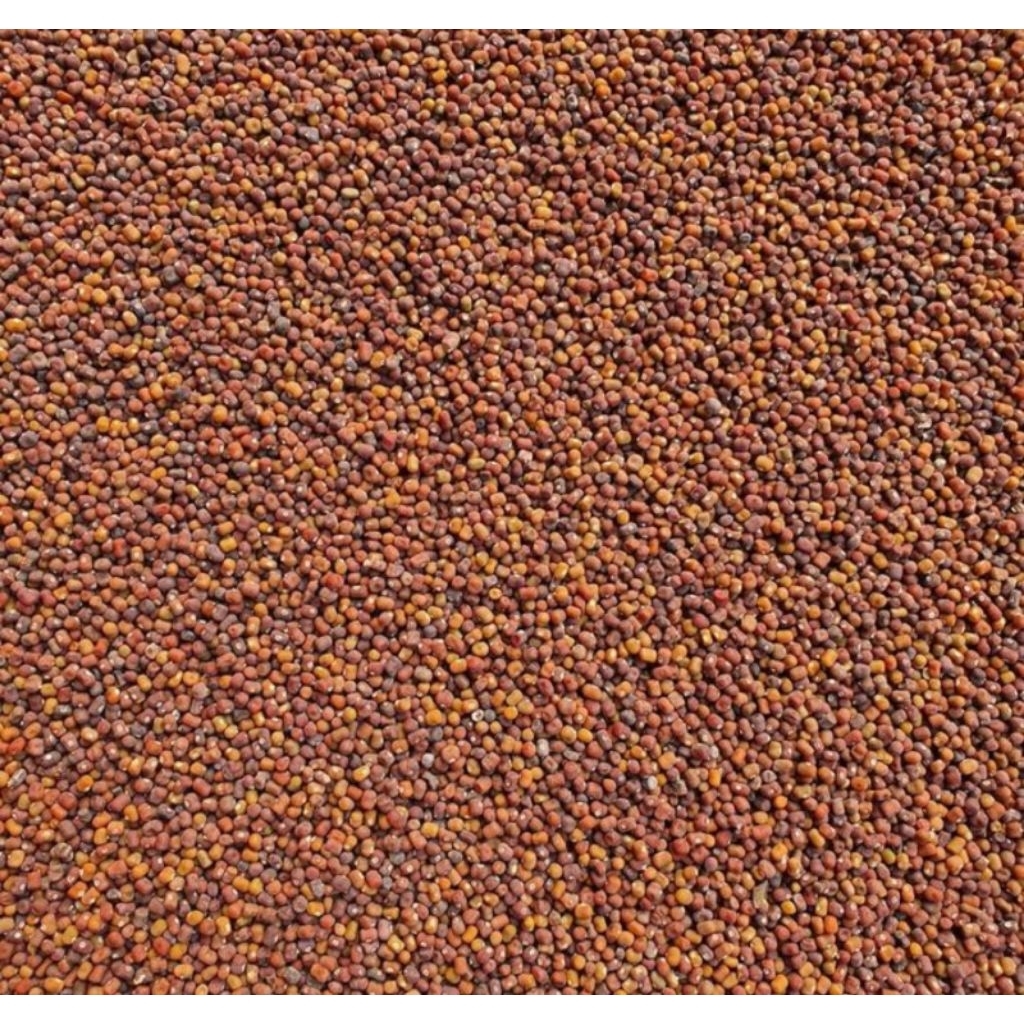 Kacangan PJ ( Pueraria Javanica)