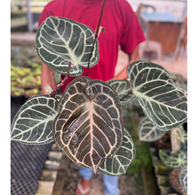 mother plants anthurium RED TIGER original besar big size