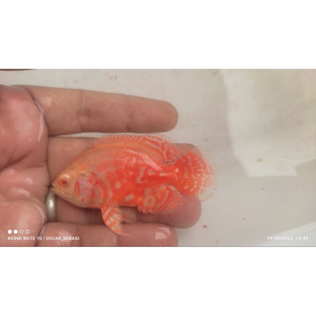 Oscar Red Nemo 7-8cm