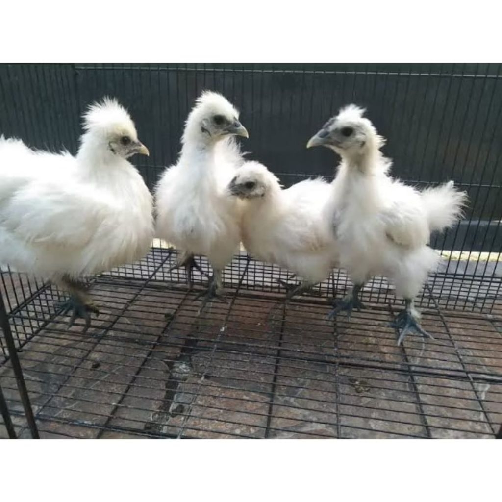 Ayam Kapas Anakan pilihan umur 123 bulan