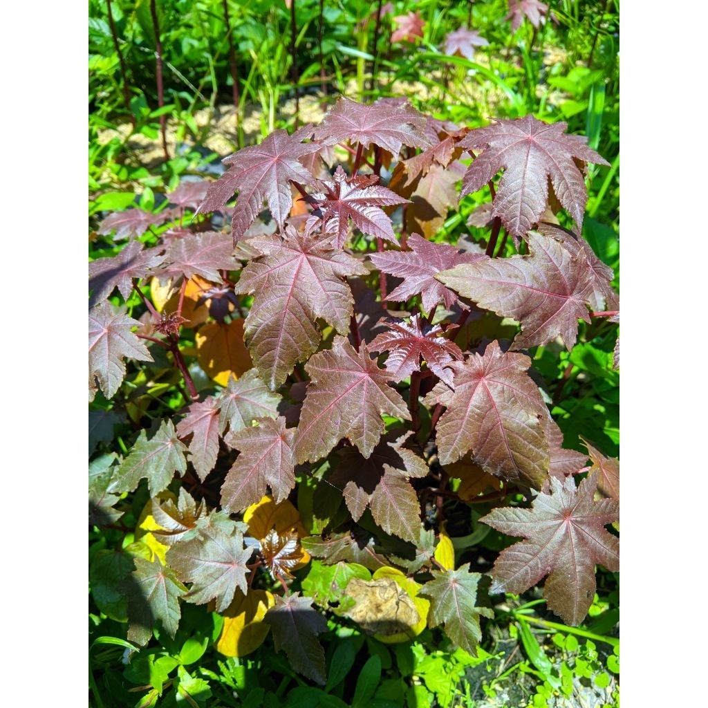 Tanaman hias Jarak Kepyar - Bibit tanaman hias Jarak Merah