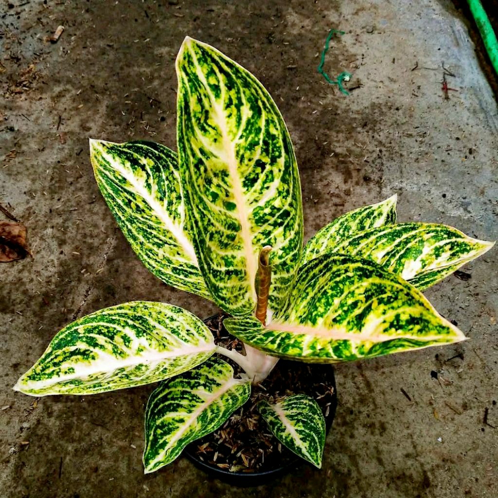 Aglonema Wiput Widuri Putih Rare