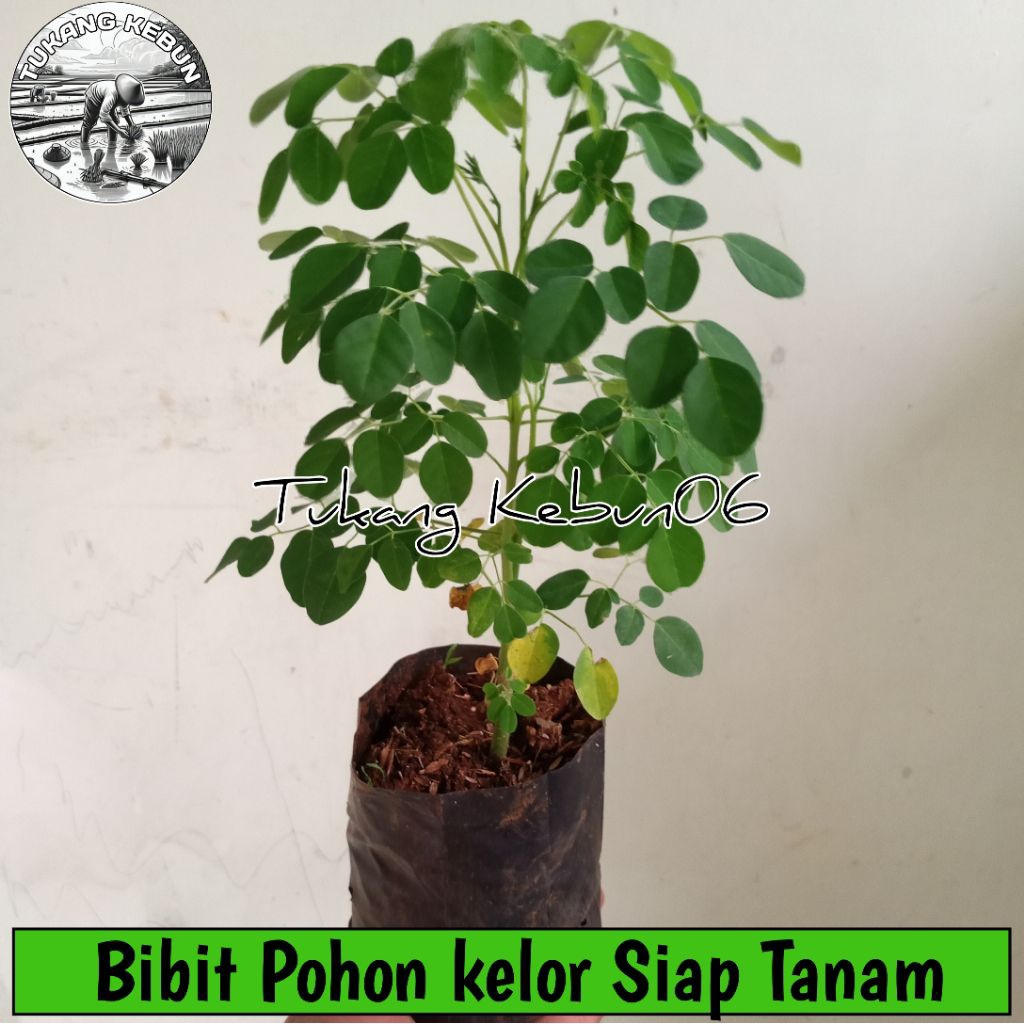 Bibit Kelor Tanaman Pohon Daun Kelor Bibit Pohon Kelor Herbal
