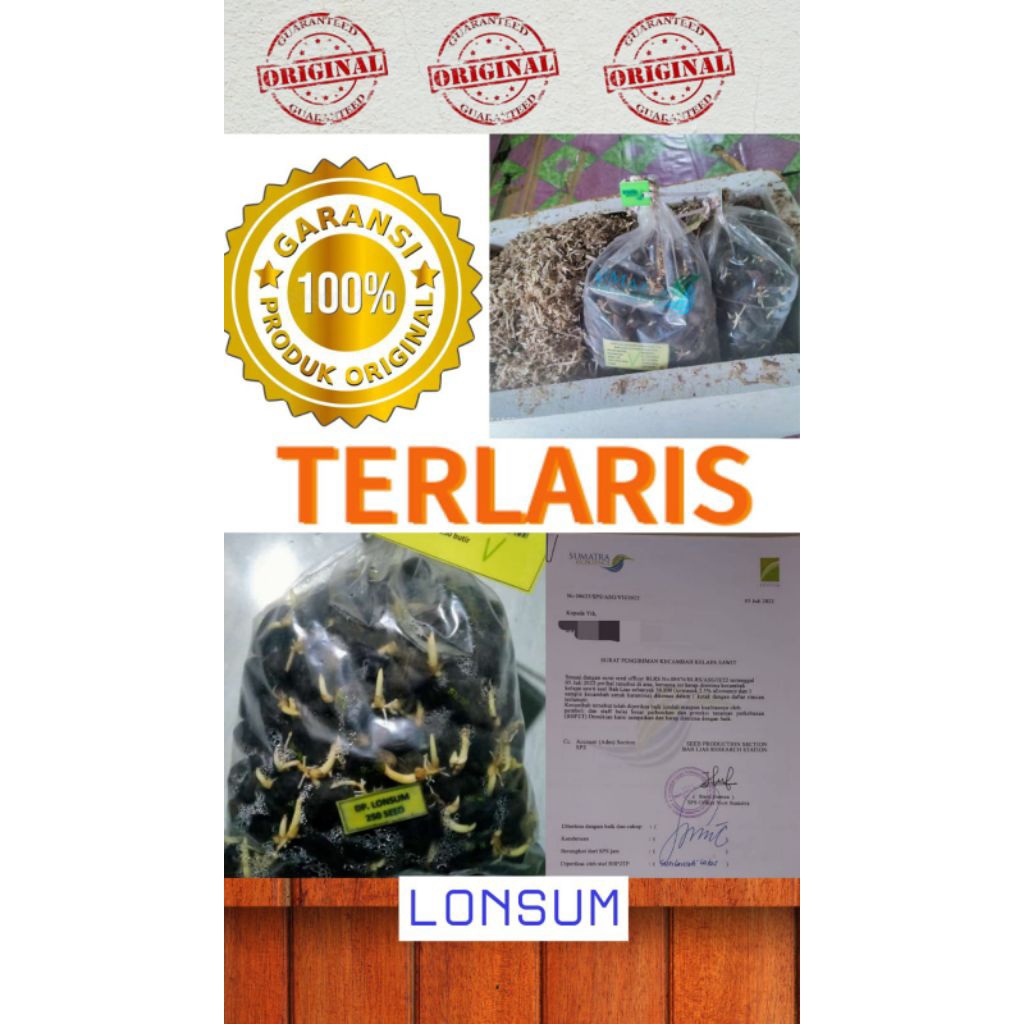 bibit benih kecambah sawit lonsum
