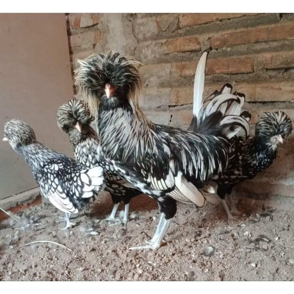 Ayam Polandia Jambul indukan pilihan