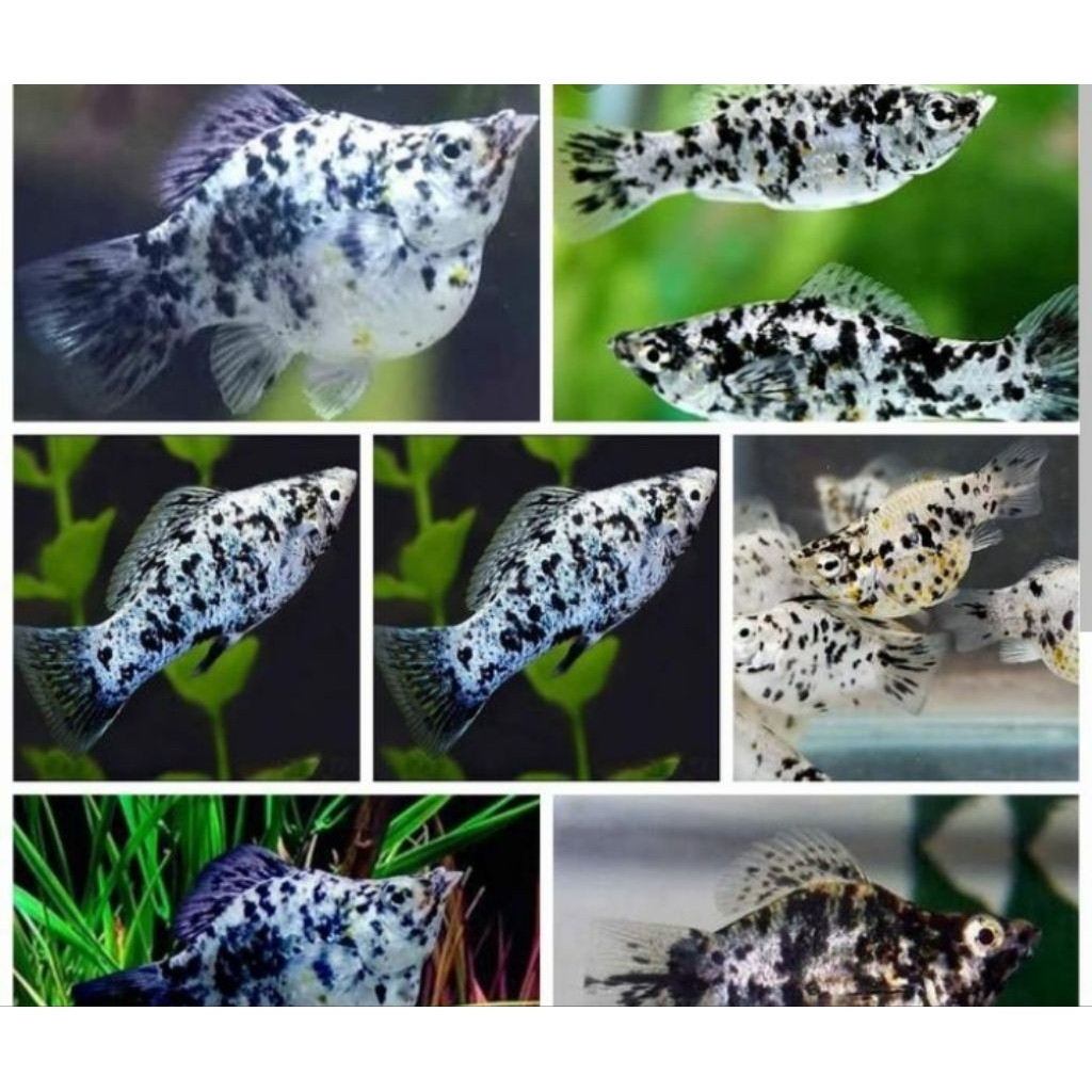 Ikan Hias Molly Marble Hiasan Aquarium |Ikan Hias Bozz Louhan|