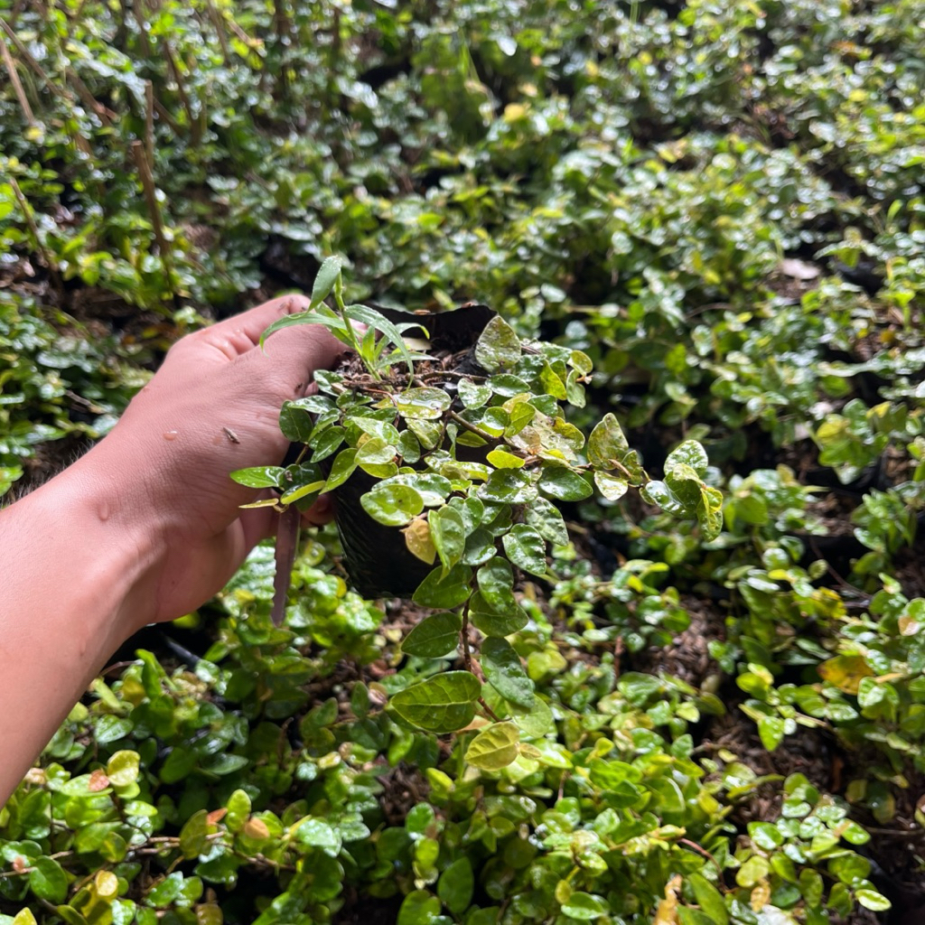 TANAMAN HIAS RAMBAT DOLAR MINI || RAMBAT DOLAR MINI