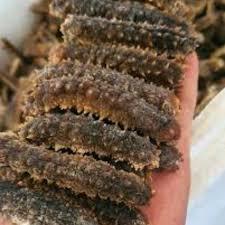 Hoisom Teripang Tripang Duri Kualitas Super Tebal Dan Kenyal Kering Cocok Untuk Restoran Dan Rumahan