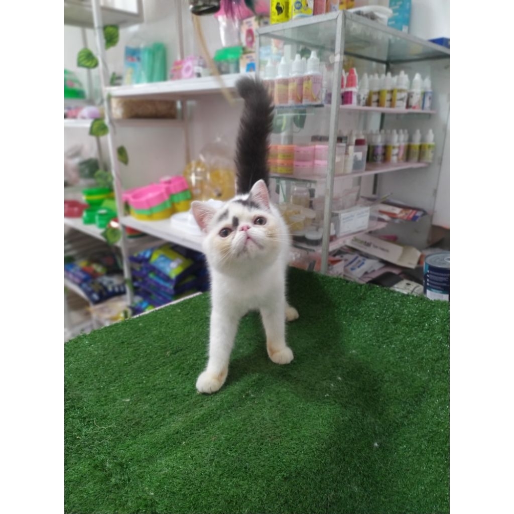 kucing kitten exotic peaknose jantan bulu pendek shorthair blue van