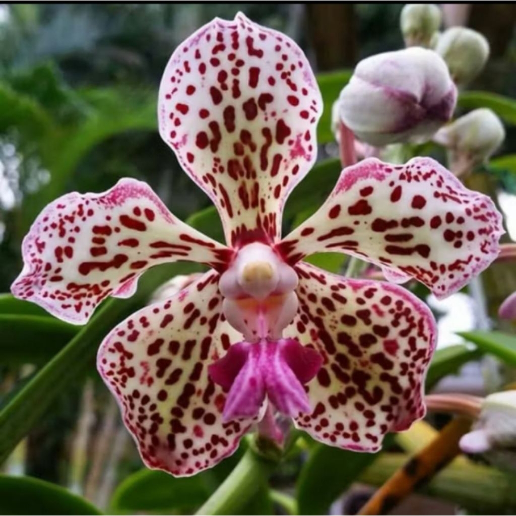 anggrek dendrobium Bantimurung dewasa