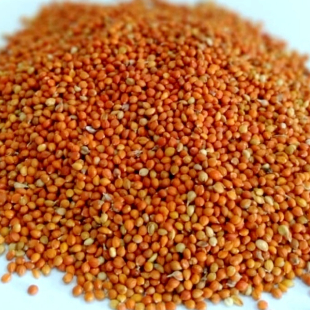 Biji Jewawut / kunyit pakan organik burung kenari, lovebird, perkutut, dll 250,500,1000gr