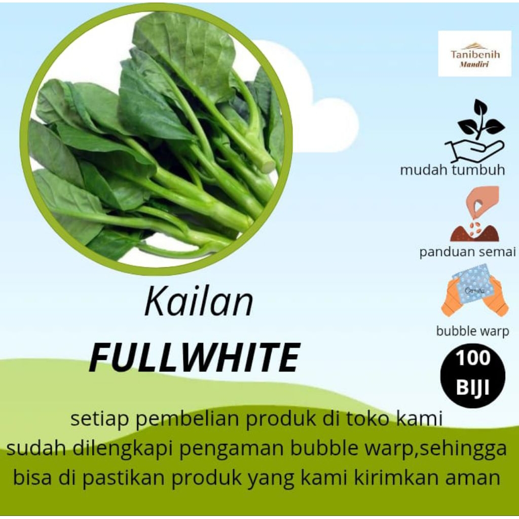 100 Biji Benih Kailan FULLWHITE,batang besar