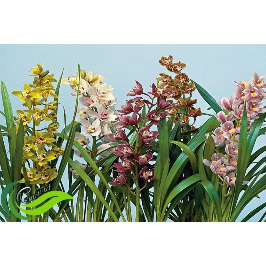 Paket 2 Anggrek Tanah  - Tanaman Hias Bibit Anggrek tanah