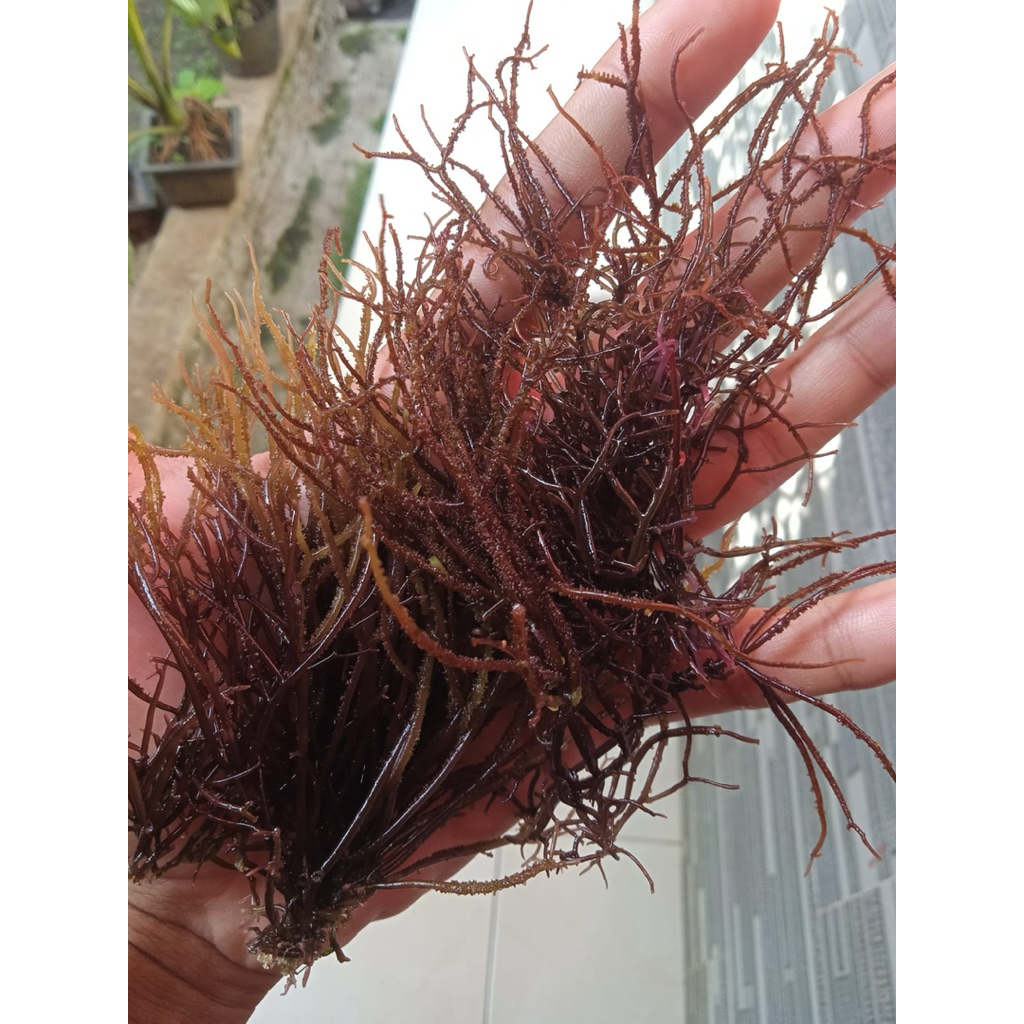 Rumput Laut Gracilaria | Alga Merah | Gracilaria
