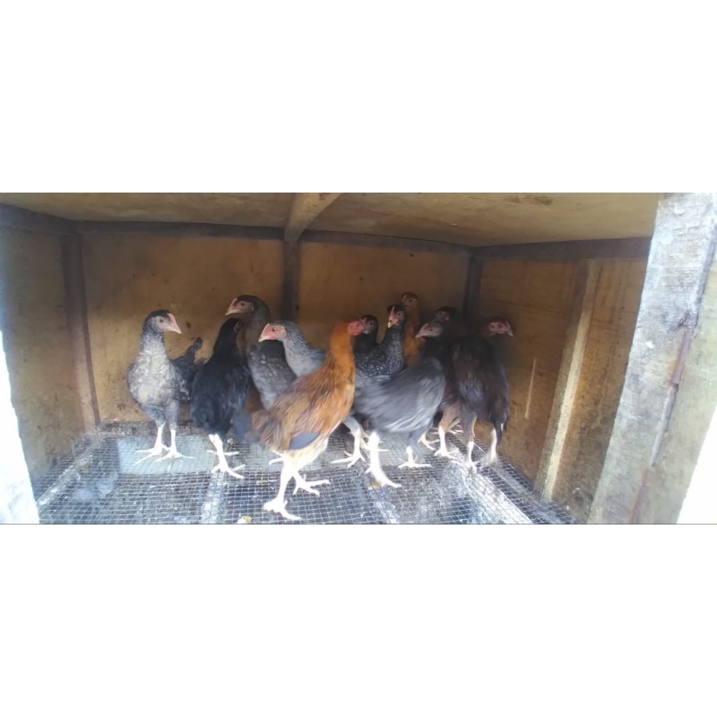 AYAM KUB 2 JANAKA 1 PAKET ISI 5