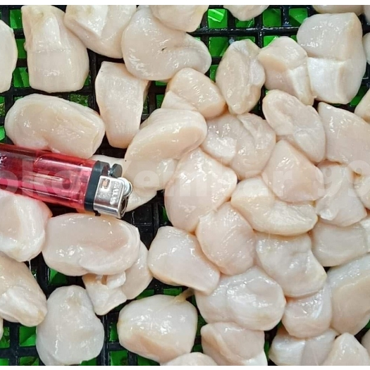 Scallop Kerang 1Kg Scallop Kerang Segar Scallop Kapak