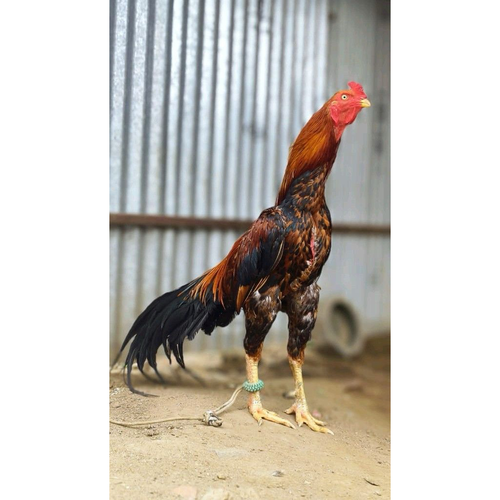TELUR FERTIL AYAM BANGKOK THAI IMPORT UNTUK DI TETASKAN