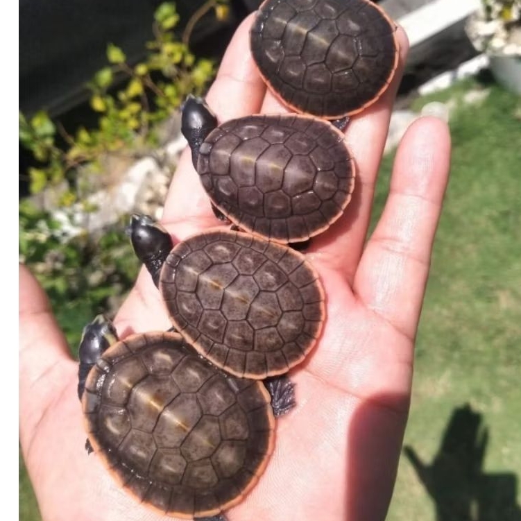 kura kura dada merah