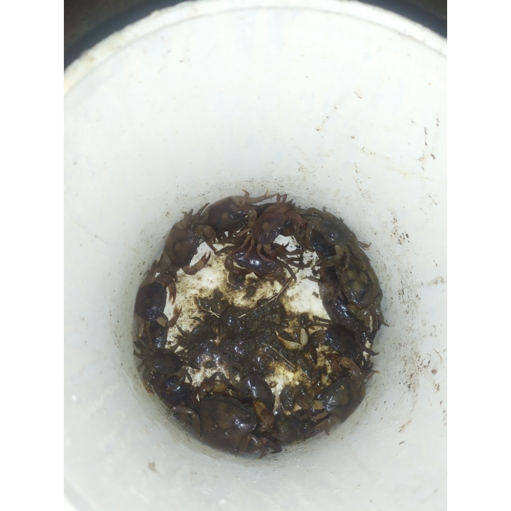 kepiting sawah/yuyu umpan mancing @20ekor