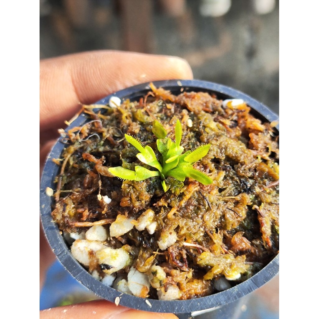 Harga venus flytrap alien Terbaru Sep 2025 | BigGo Indonesia