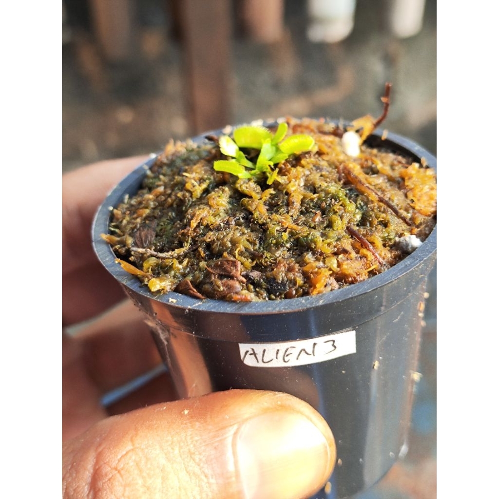 Harga venus flytrap alien Terbaru Sep 2025 | BigGo Indonesia