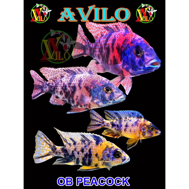 ojek ikan hias OB PEACOCK loreng afrika siklid siklit ciclid size kecil ( belum ada warna )